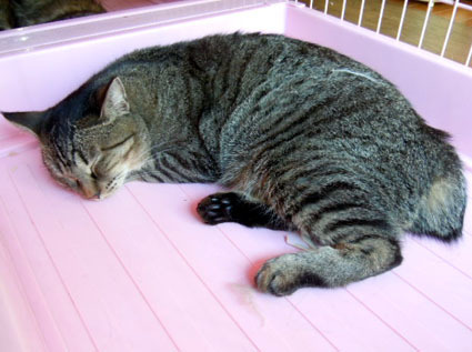 20110919home04.JPG