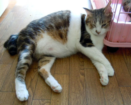 20110919home06.JPG