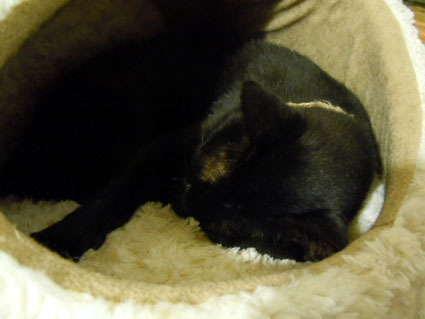 20111121home02.JPG
