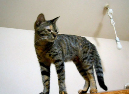 20111127home03.JPG