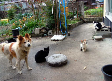 20111203innoshima06.JPG
