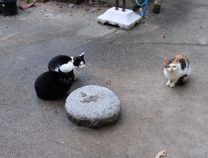 20111203innoshima08.JPG