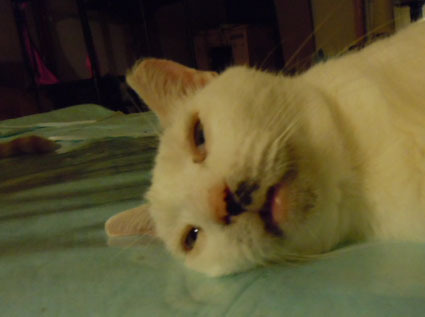 20111212home02_tera.JPG
