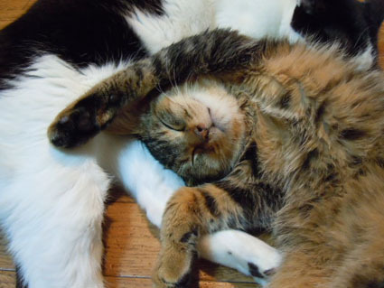 20111225home05.JPG