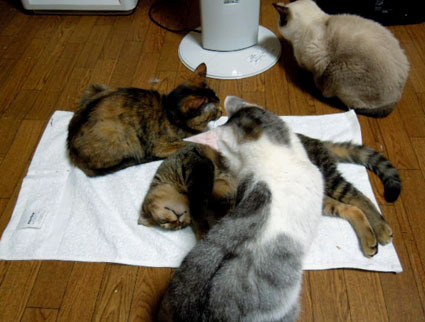20120103home05_fuku.JPG