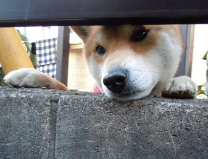 20120325home05.JPG