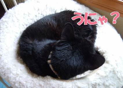 20120325home07.JPG