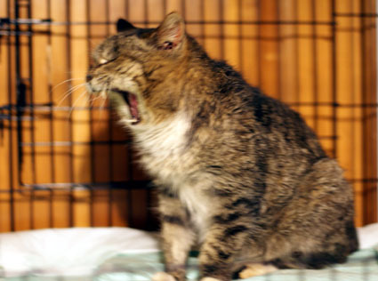 20120406home02_ururu.JPG