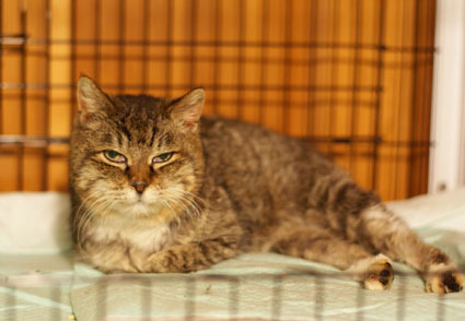 20120406home03_ururu.JPG
