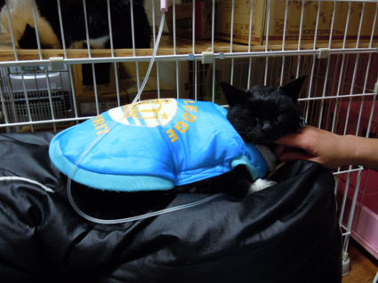 20120507home01_luna.JPG