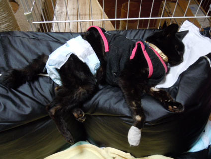 20120516home01_luna.JPG