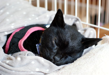 20120519home02_luna.JPG