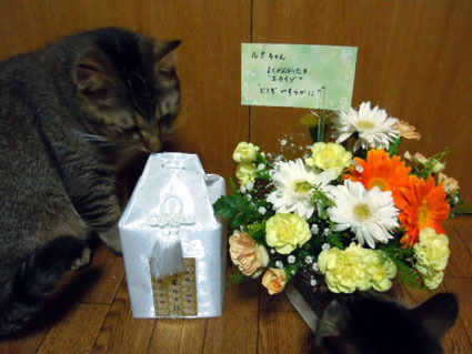 20120524home01_luna.JPG