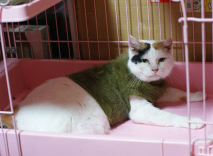 20120530home02_oomike.JPG