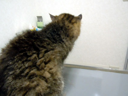 20120623hospital03_ururu.JPG