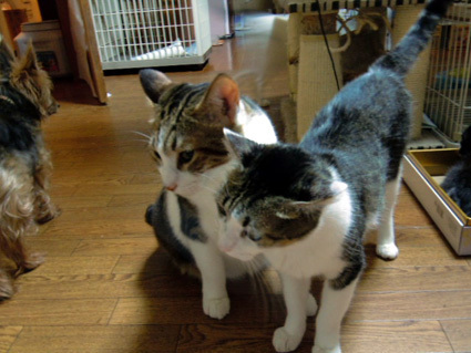 20120808home05.JPG
