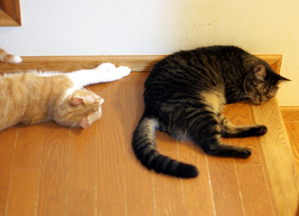 20120809home08.JPG