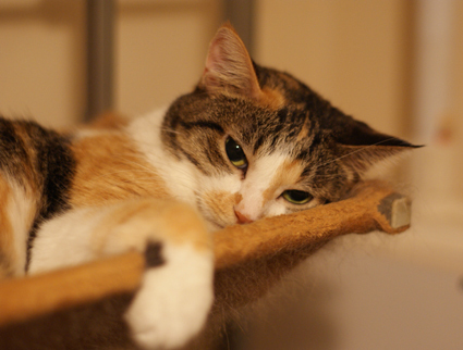 20120810home01_mi-ko.JPG