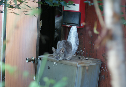 20120818akiya03.jpg