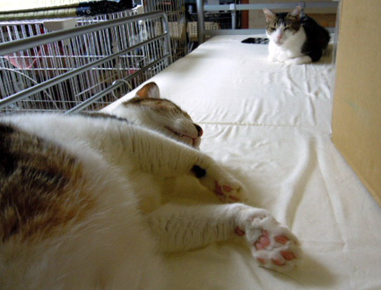 20120924home02.JPG