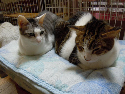 20121111home01.JPG