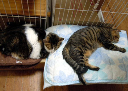 20121111home02.JPG