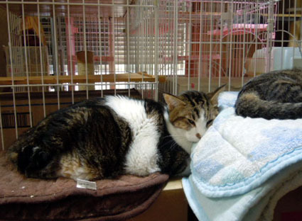 20121111home03.JPG
