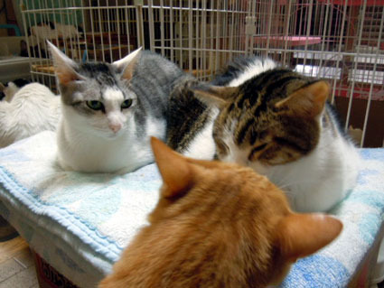 20121111home04.JPG