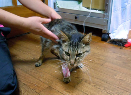 20121119home01_ten.JPG