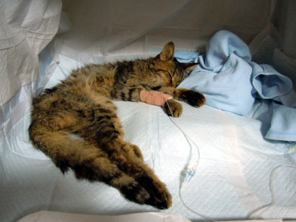 20121121home01_ten.JPG