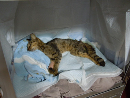 20121122home_ten.JPG