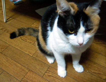 20130210home01.JPG