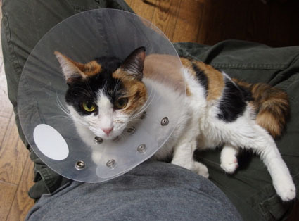 20130217home01-choko.JPG