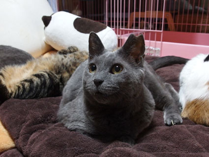 20130219home01.jpg