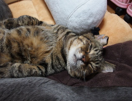 20130219home02.jpg