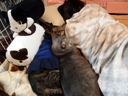 20130225home03_jiji_gou.JPG