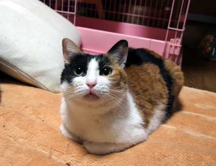 20130310home02_choko.JPG