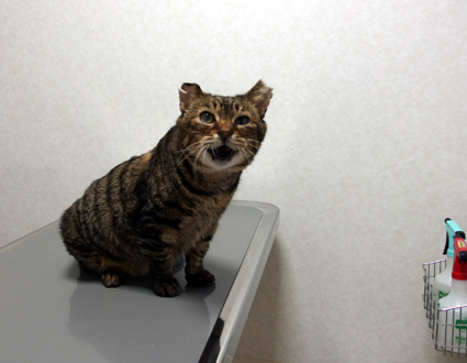 20130329hospital01_jiiji.JPG
