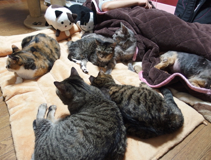 20130330home01.JPG