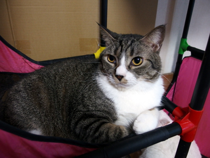 20130407home03_sohma.JPG