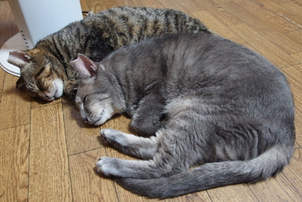 20130411home01.jpg