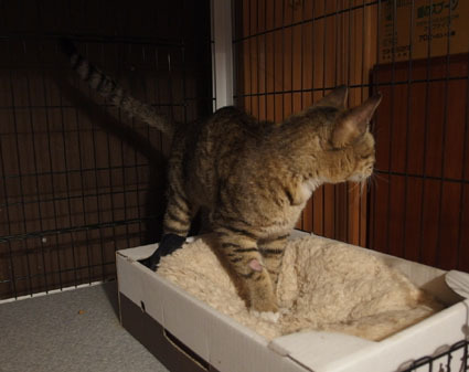 20130423home02.JPG