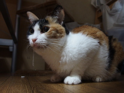20130527home01_choko.jpg