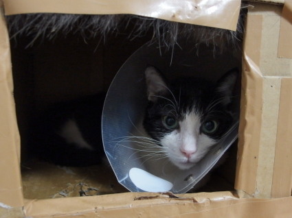 20130527home03_kosuke.jpg