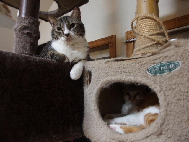 20130623so-ma01.jpg