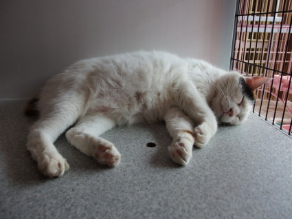 20130624home01_oomike.jpg