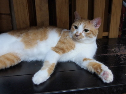 20130624home02_kiku.jpg