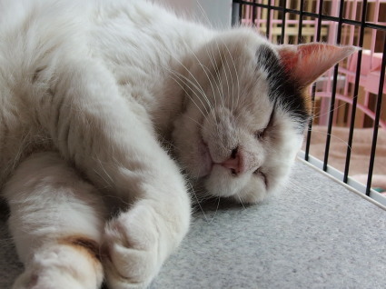 20130624home02_oomike.jpg