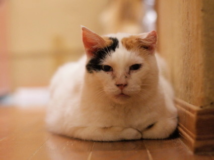20131001home05_oomike.jpg