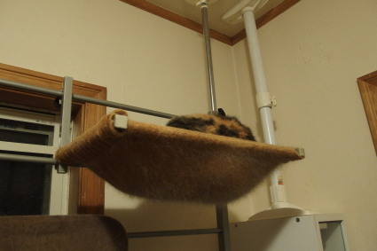 20131120home01_miiko.jpg
